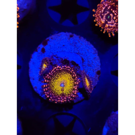 GB Buttkissers Zoanthid Frag WYSIYWG!