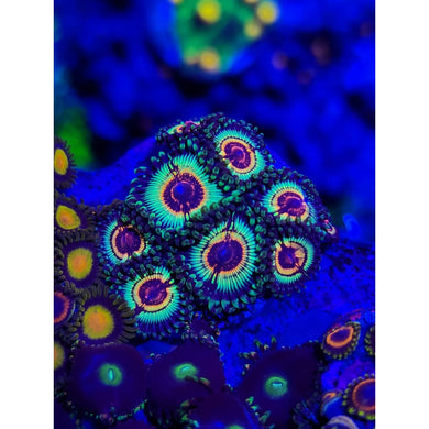 GB Rainbow Eclipse Zoanthid Frag WYSIWYG!