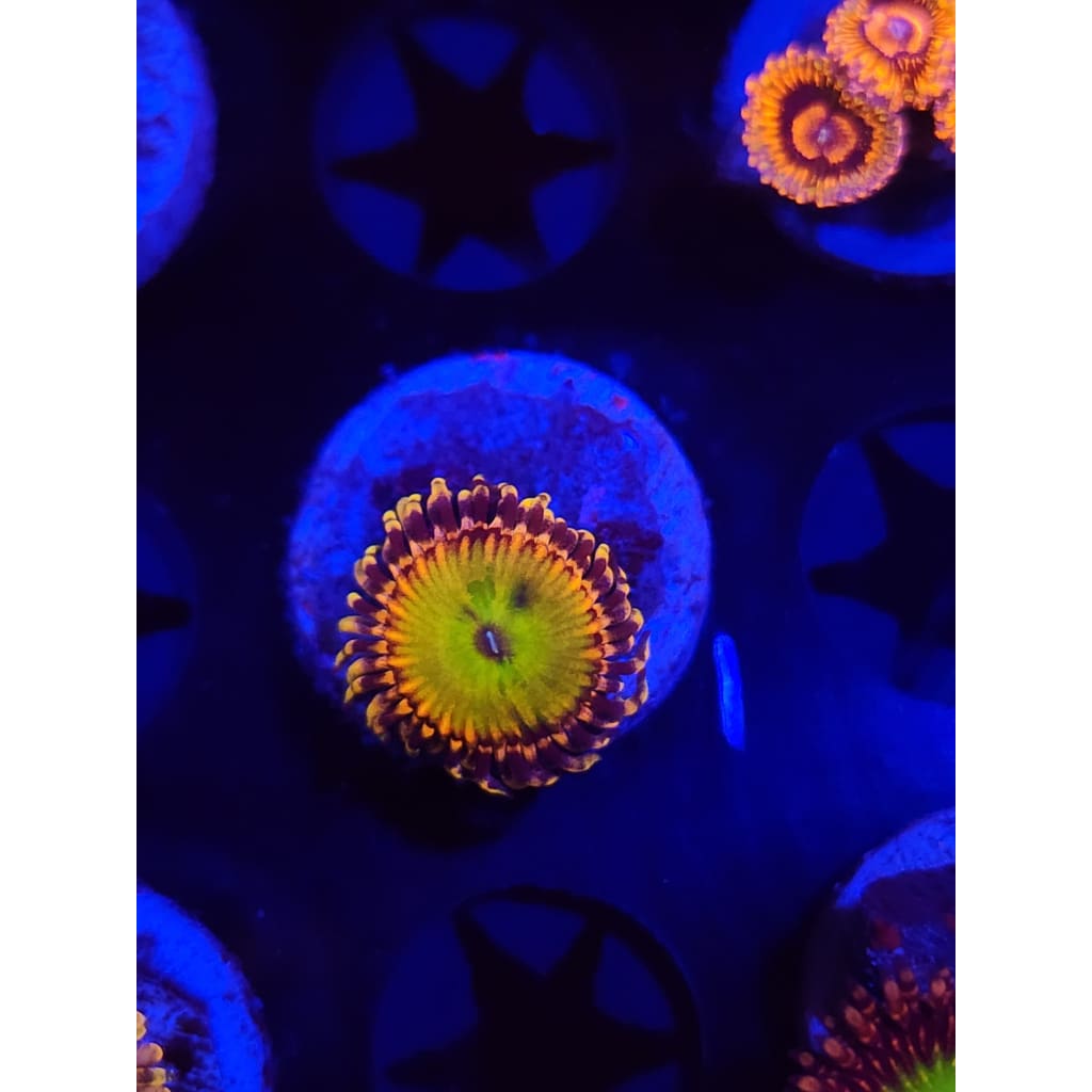 GB Rainbow Troll Zoanthid Frag WYSIWYG!