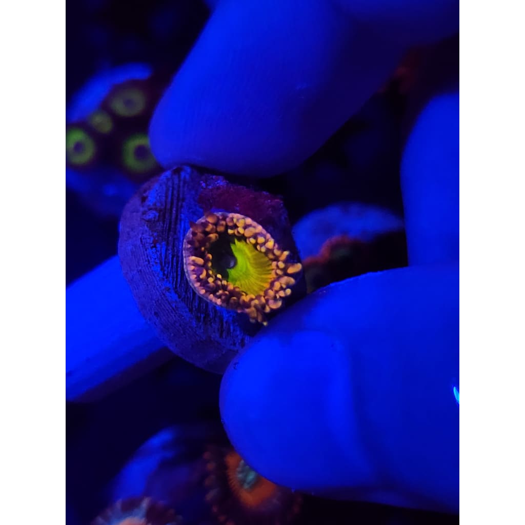 GB Rainbow Troll Zoanthid Frag WYSIWYG!