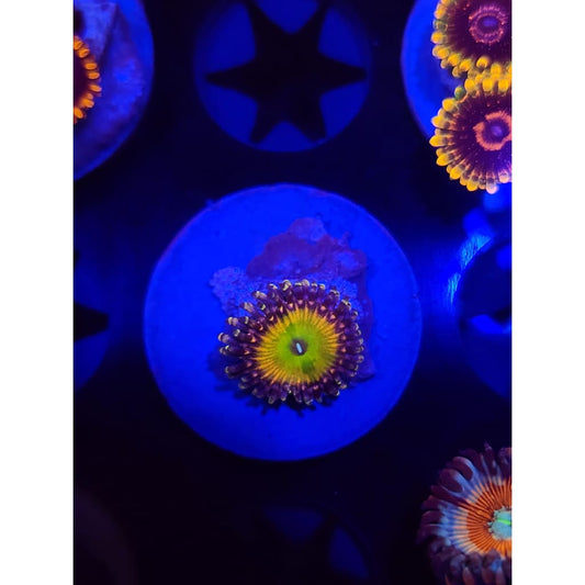 GB Rainbow Troll Zoanthid Frag WYSIWYG!