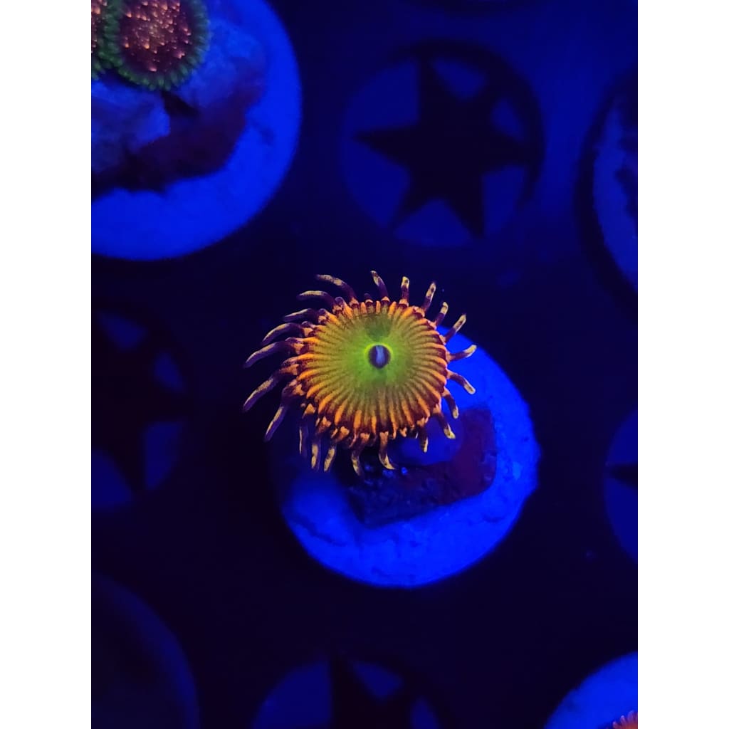 GB Rainbow Trolls Zoanthid Frag WYSIWYG!