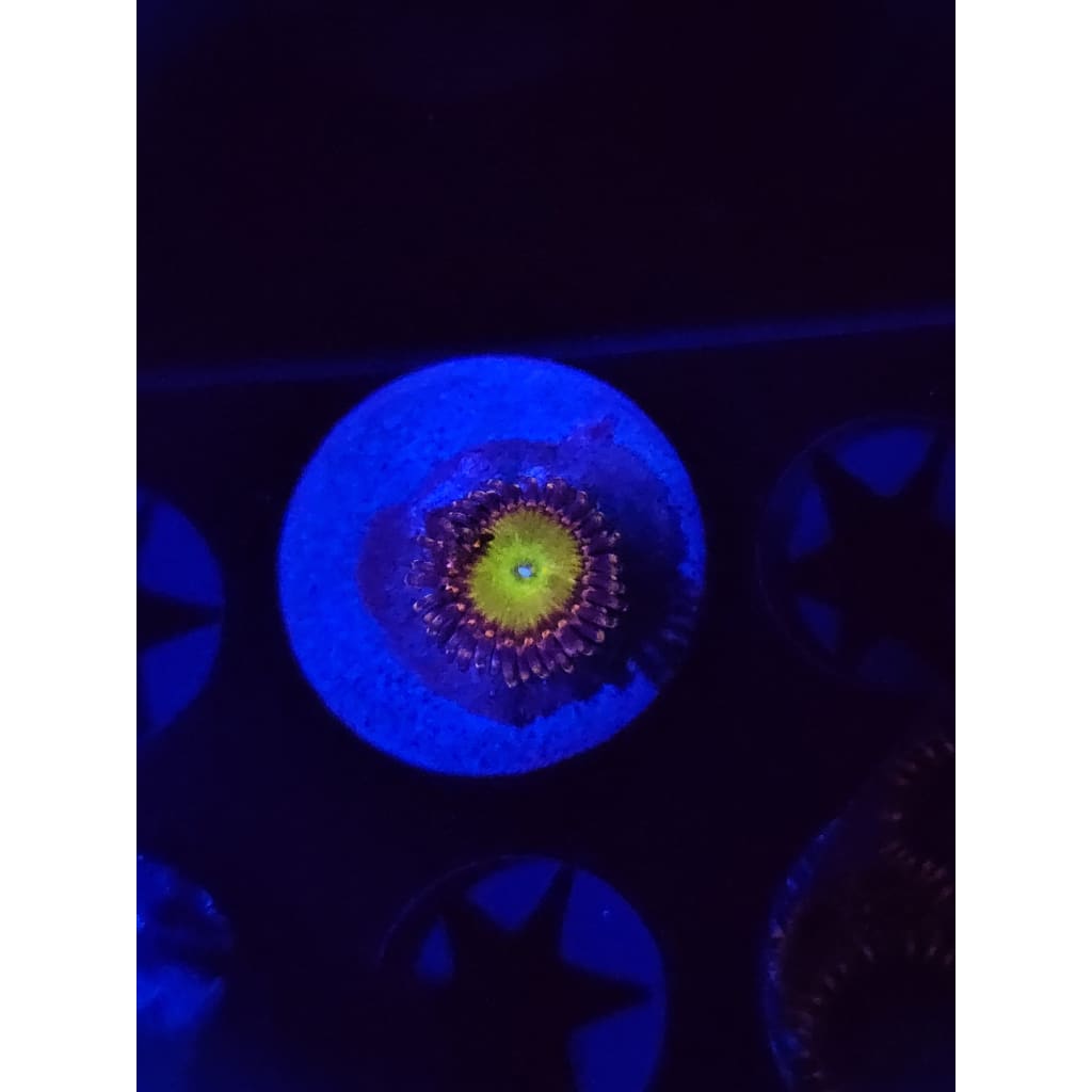 GB Rainbow Trolls Zoanthid Frag WYSIWYG!