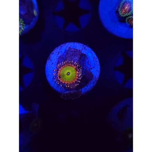 GB Rainbow Trolls Zoanthid Frag WYSIWYG!