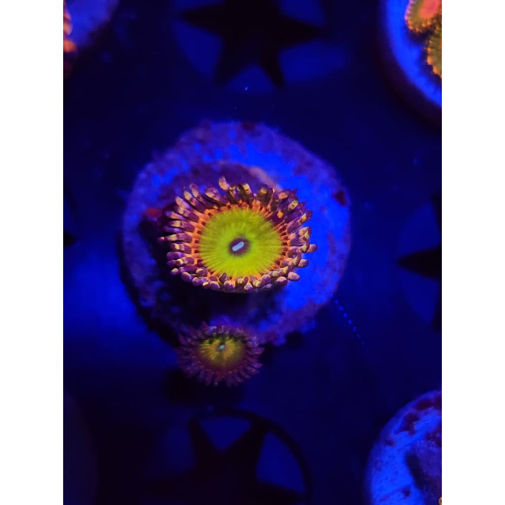 GB Rainbow Trolls Zoanthid Frag WYSIWYG!