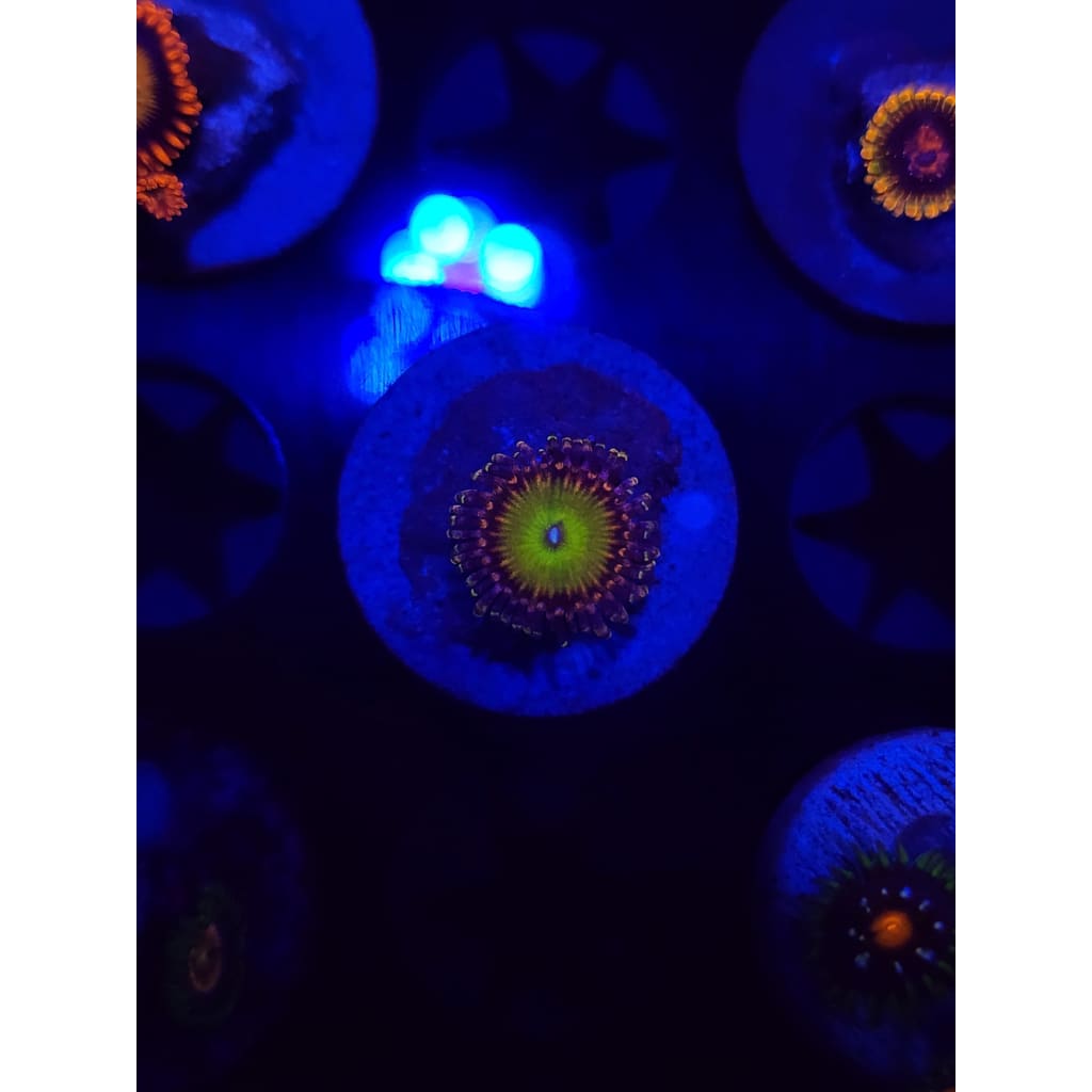 GB Rainbow Trolls Zoanthid Frag WYSIWYG!