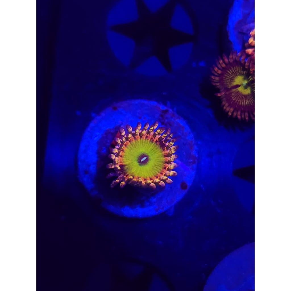 GB Rainbow Trolls Zoanthid Frag WYSIYWG!