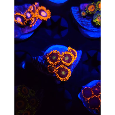 GC Confused Fireballs Zoanthid Frag WYSIWYG!