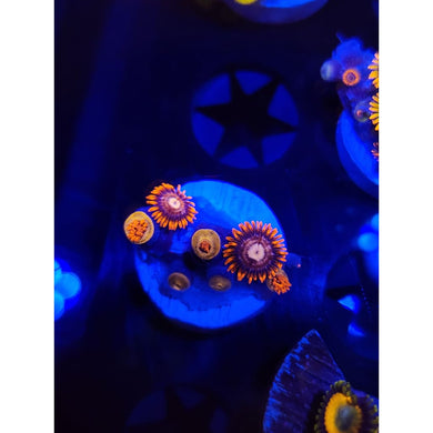 GC Pink Eye Zoanthid Frag WYSIWYG!