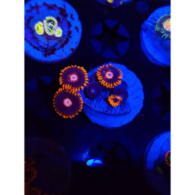 GC Pink Eye Zoanthid Frag WYSIWYG!