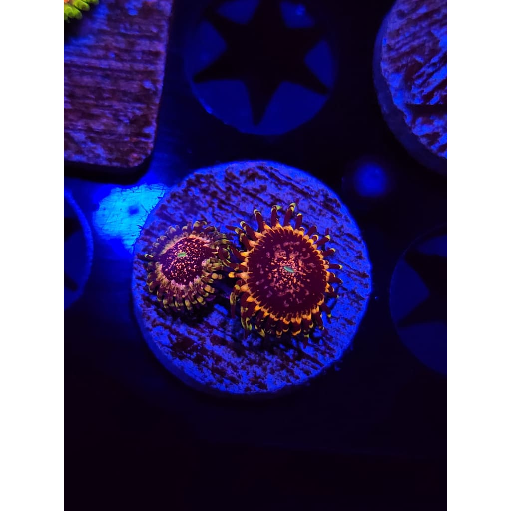Gizmo Zoanthid Frag WYSIWYG!