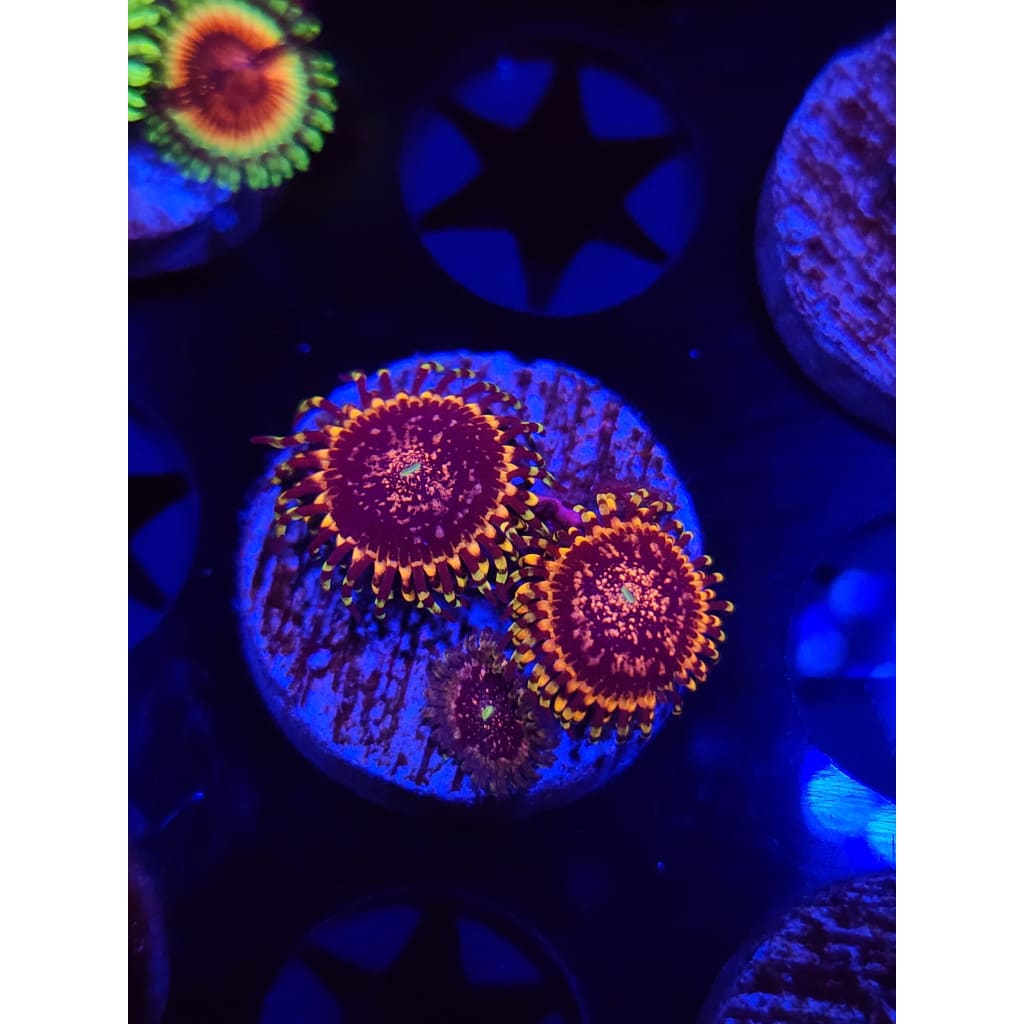 Gizmo Zoanthid Frag WYSIWYG!
