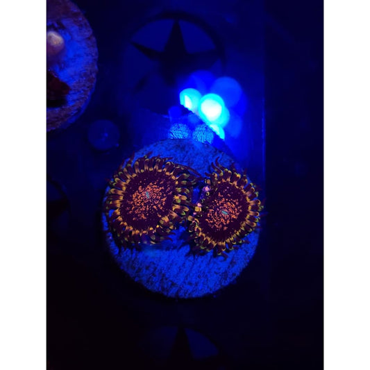 Gizmo Zoanthid Frag WYSIWYG!