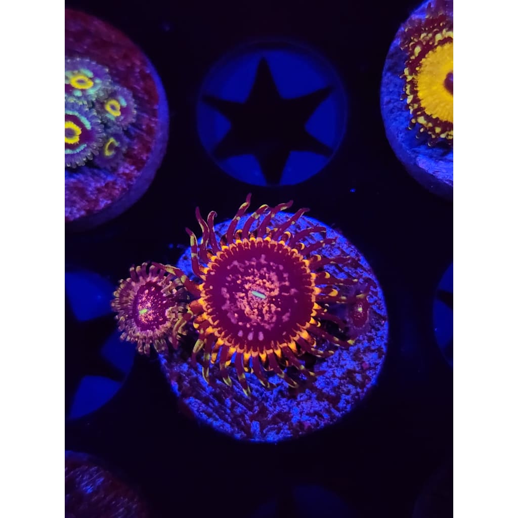 Gizmo Zoanthid Frag WYSIWYG!
