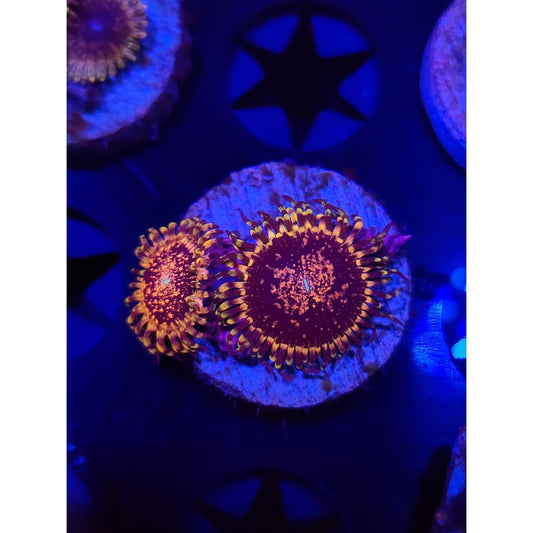 Gizmo Zoanthid Frag WYSIWYG!