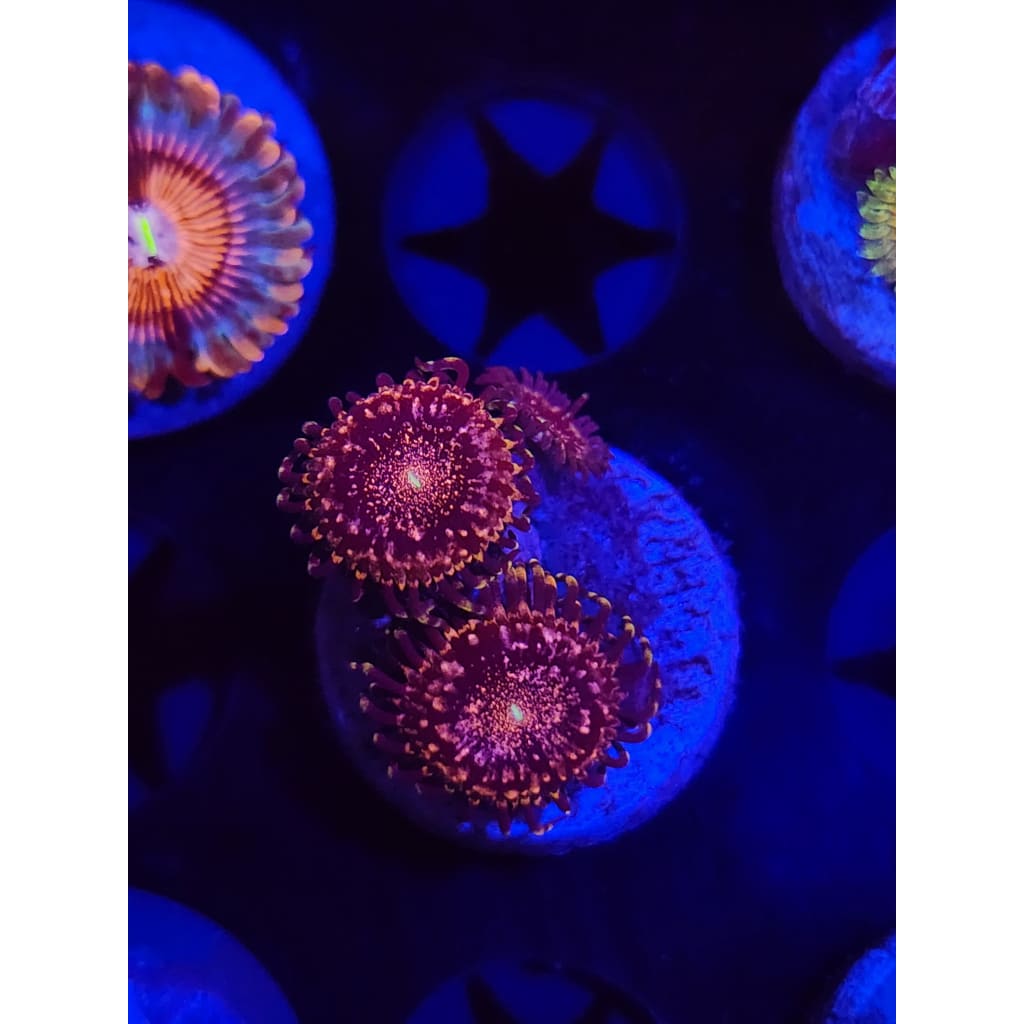 Gizmos Zoanthid Frag WYSIWYG!
