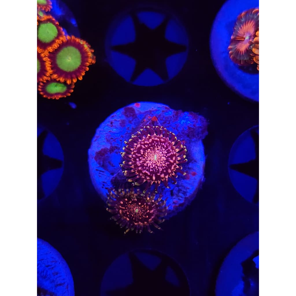 Gizmos Zoanthid Frag WYSIWYG!