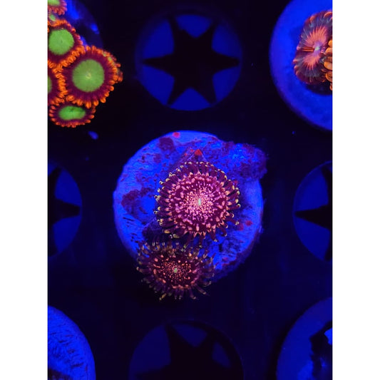 Gizmos Zoanthid Frag WYSIWYG!