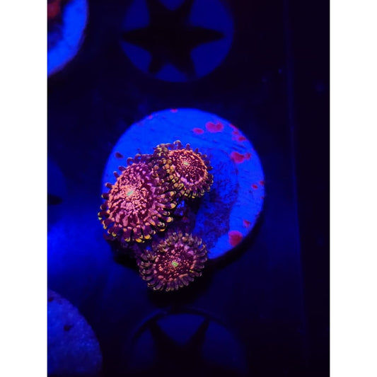 Gizmos Zoanthid Frag WYSIWYG!