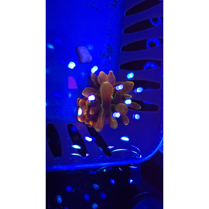 GLC Michigan Sunburst Anemones NON-WYSIWYG!