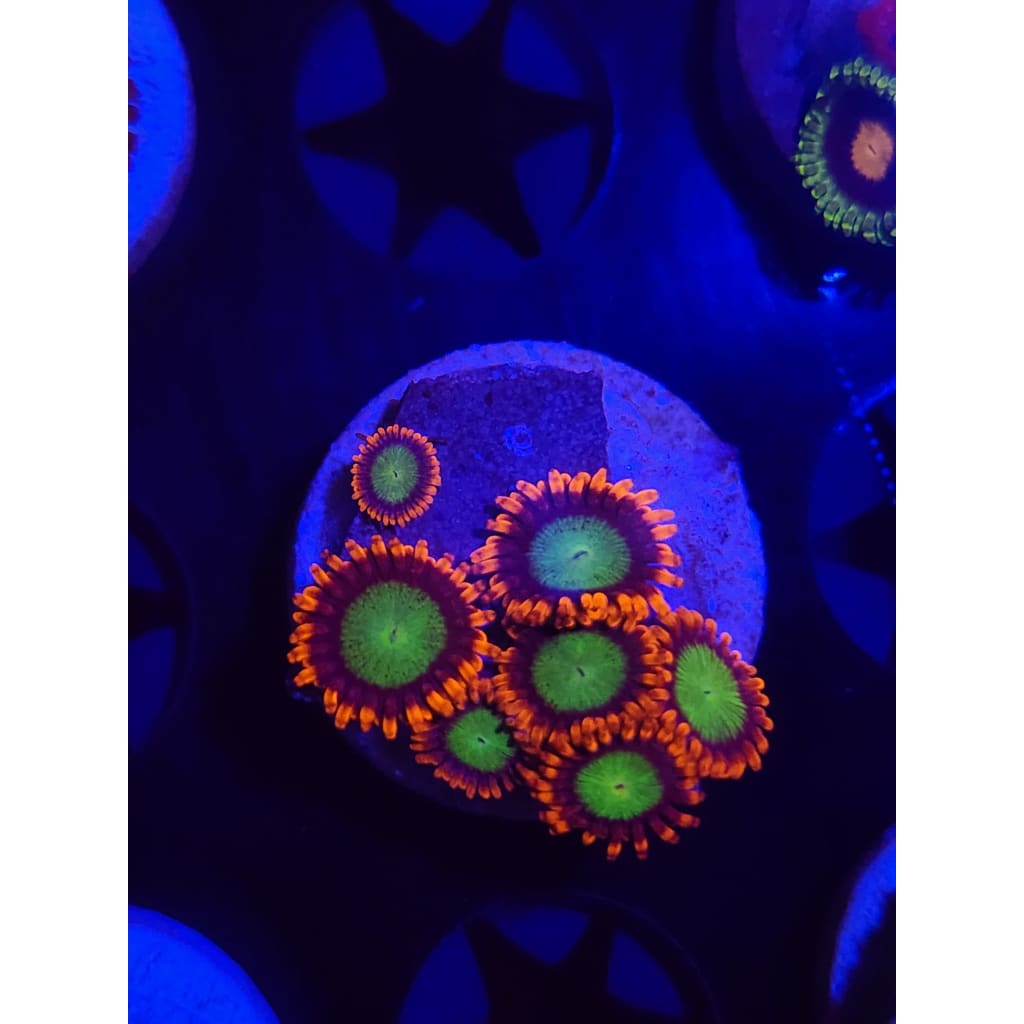 Goblins On Fire Zoanthid Frag WYSIWYG!