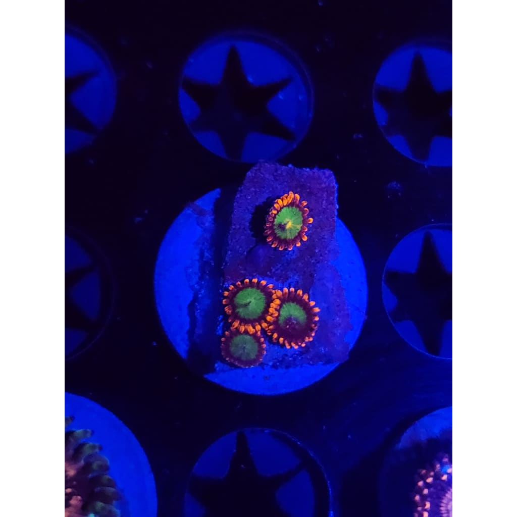 Goblins on Fire Zoanthid Frag WYSIWYG!