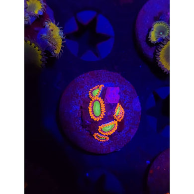 Goblins on Fire Zoanthid Frag WYSIWYG!