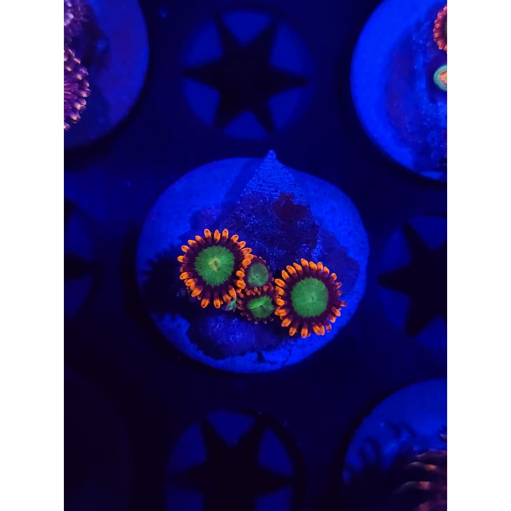 Goblins on Fire Zoanthid Frag WYSIWYG!