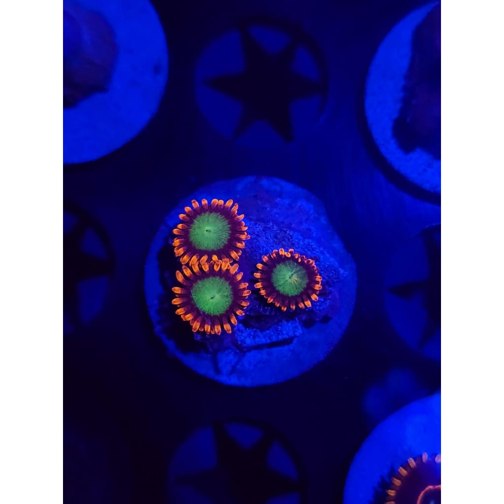 Goblins on Fire Zoanthid Frag WYSIWYG!