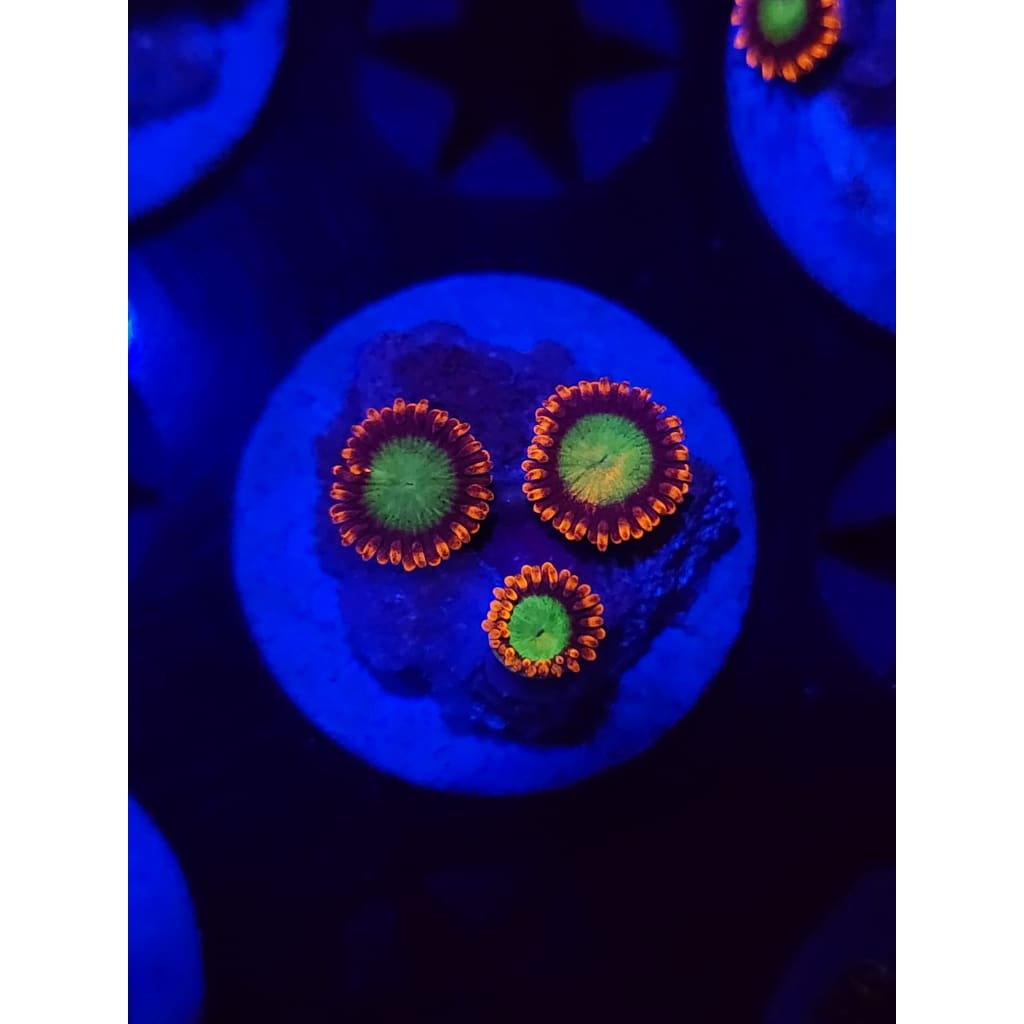 Goblins on Fire Zoanthid Frag WYSIWYG!