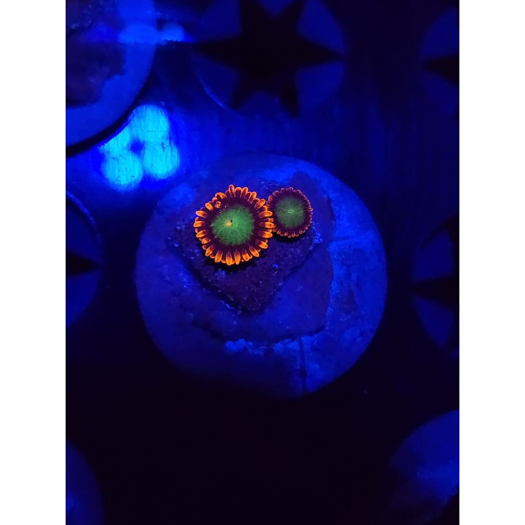 Goblins on Fire Zoanthid Frag WYSIWYG!