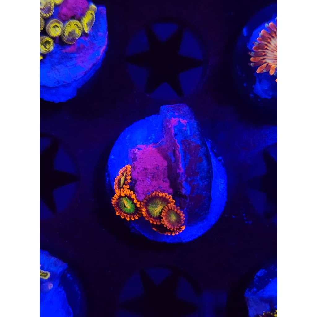 Goblins on Fire Zoanthid Frag WYSIWYG!