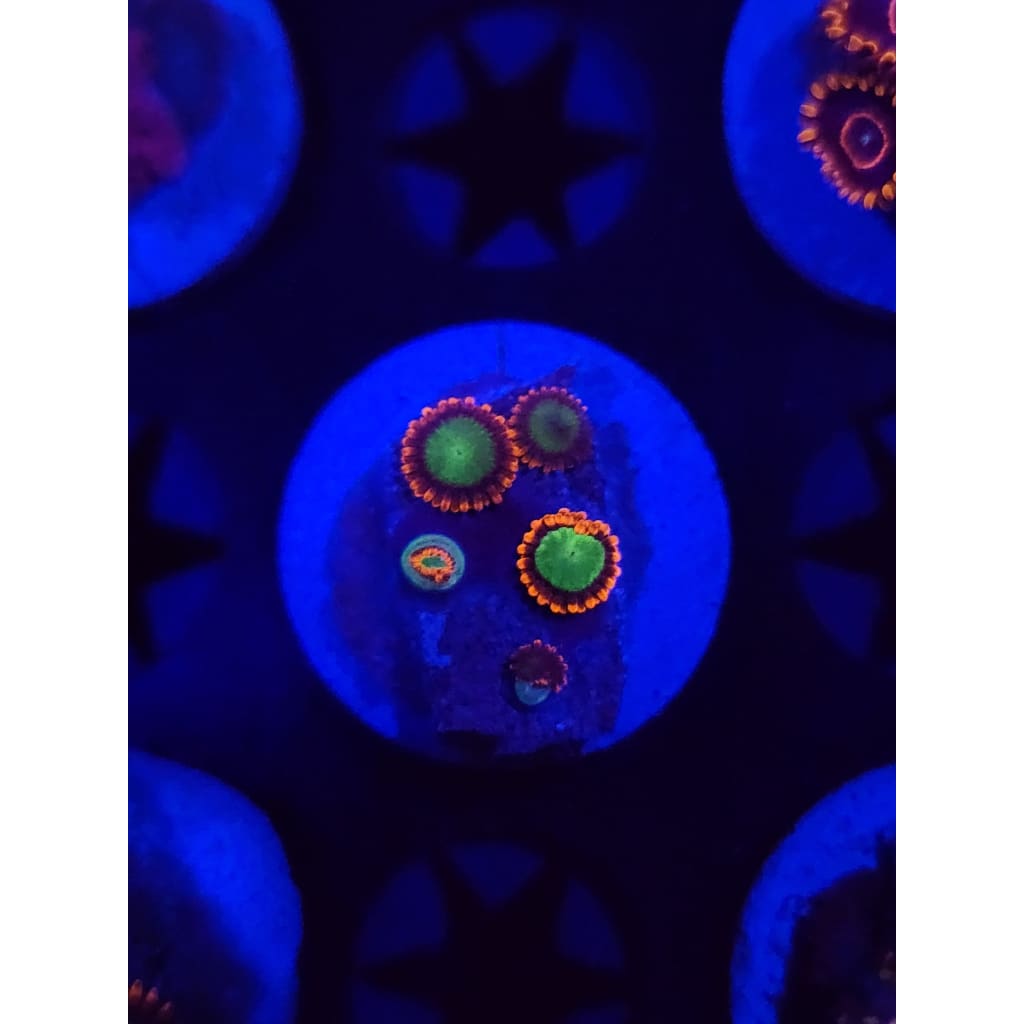 Goblins on Fire Zoanthid Frag WYSIWYG!