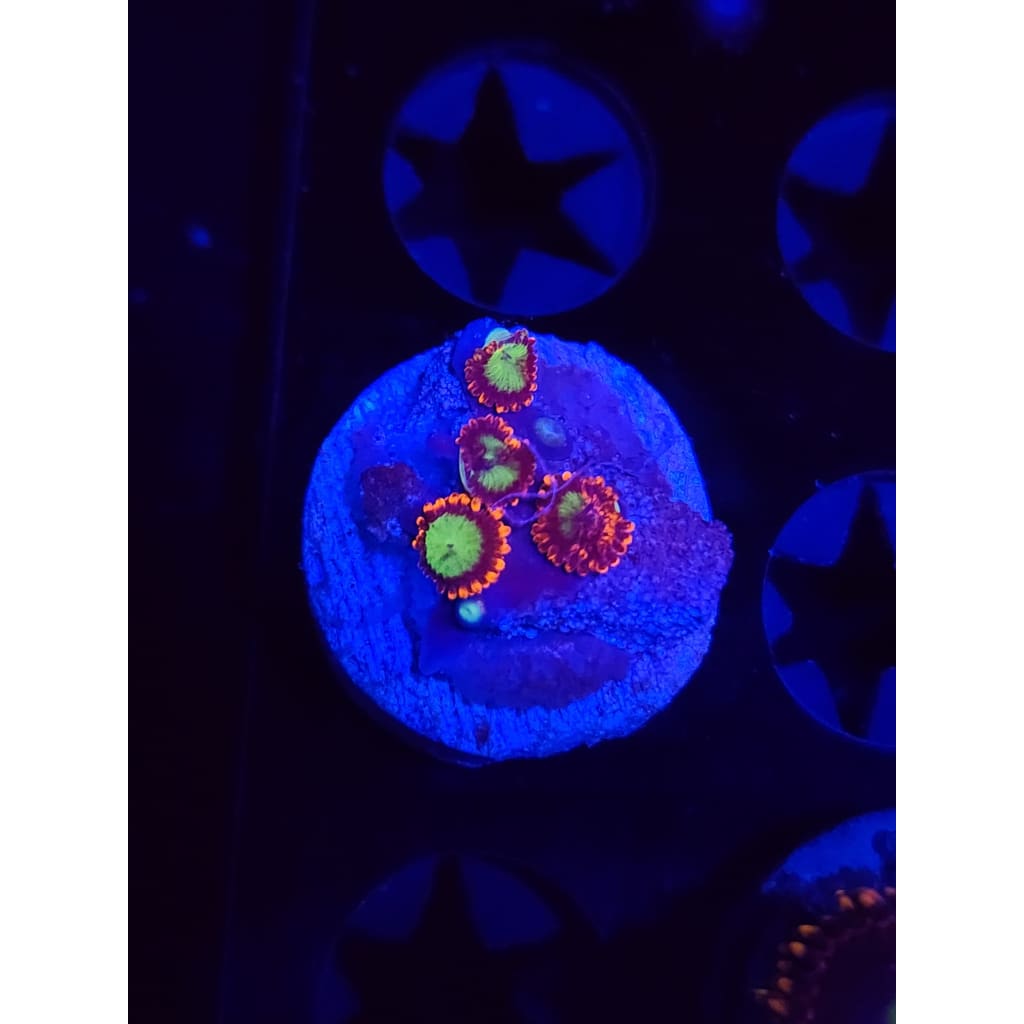 Goblins on Fire Zoanthid Frag WYSIWYG!