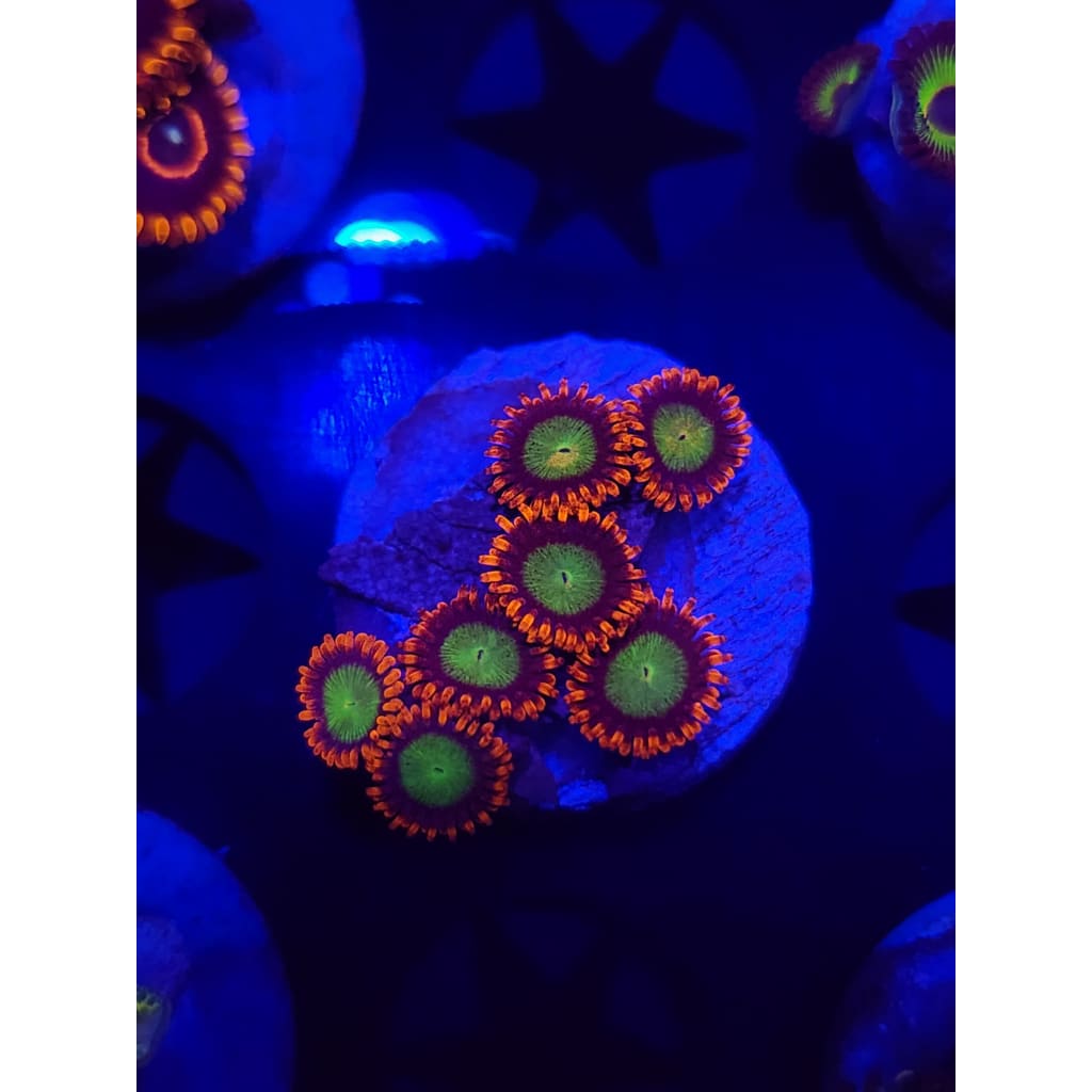 Goblins on Fire Zoanthid Frag WYSIWYG!