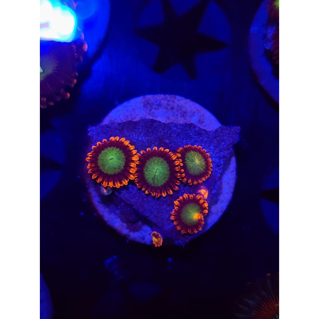 Goblins on Fire Zoanthid Frag WYSIYWG!