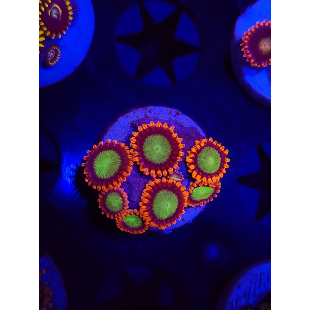 Goblins on Fire Zoanthid Frag WYSIYWG!