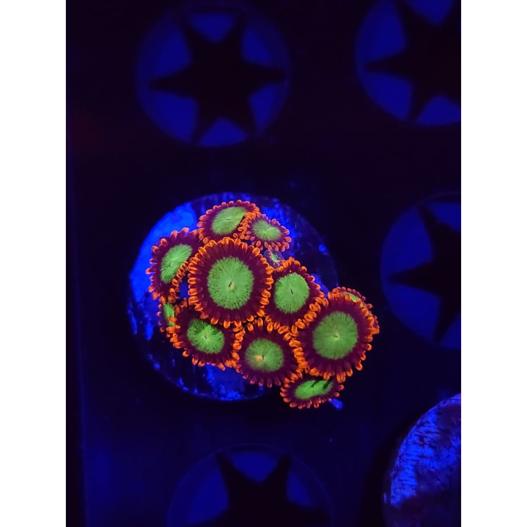 Goblins on Fire Zoanthid Frag WYSIYWG!