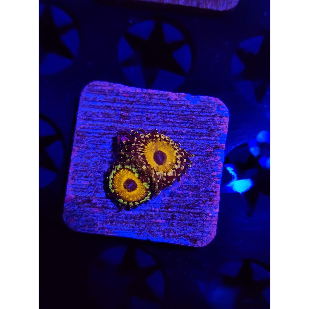 god beast Zoanthid Frag WYSIWYG!
