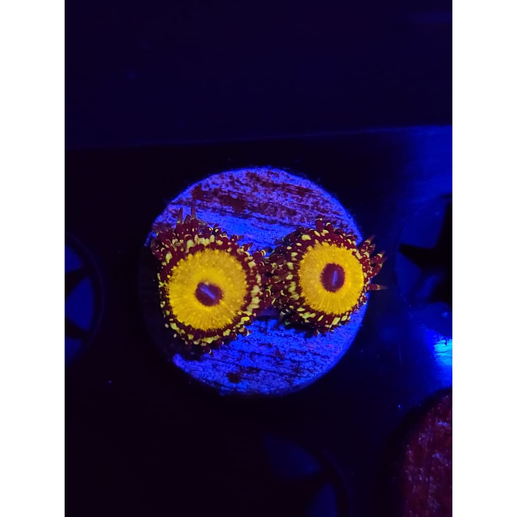 god beast Zoanthid Frag WYSIWYG!