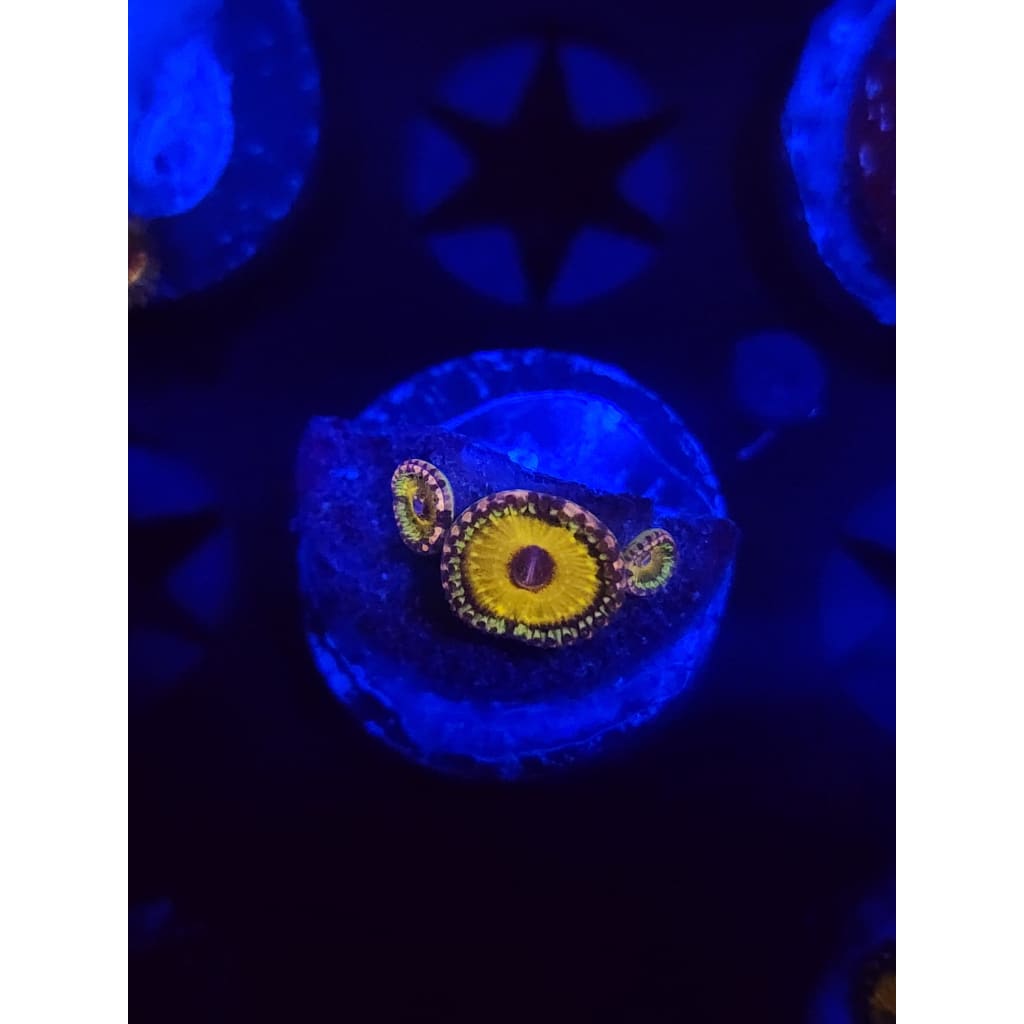 god beast Zoanthid Frag WYSIWYG!
