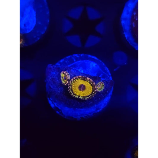 god beast Zoanthid Frag WYSIWYG!