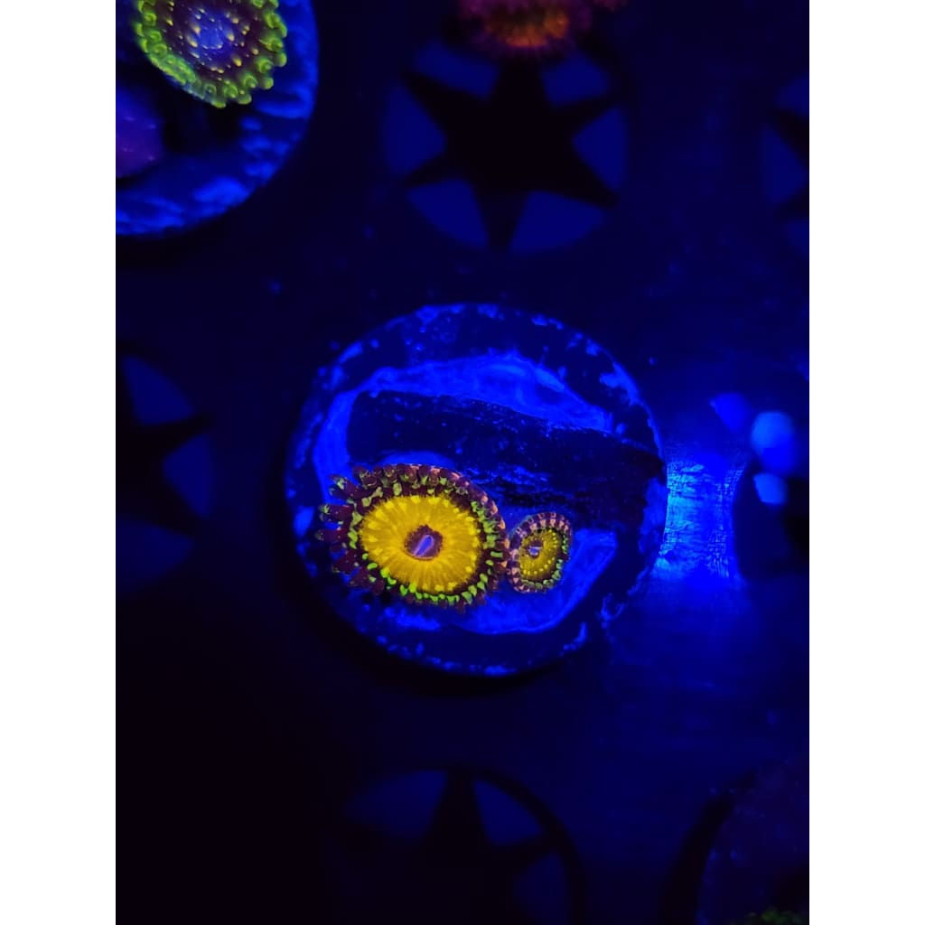 god Beast Zoanthid Frag WYSIWYG!