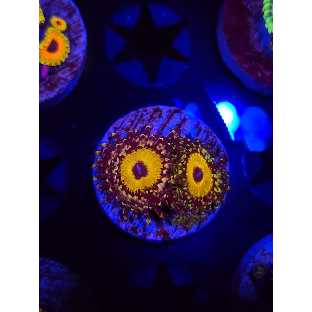 god Beast Zoanthid Frag WYSIWYG!