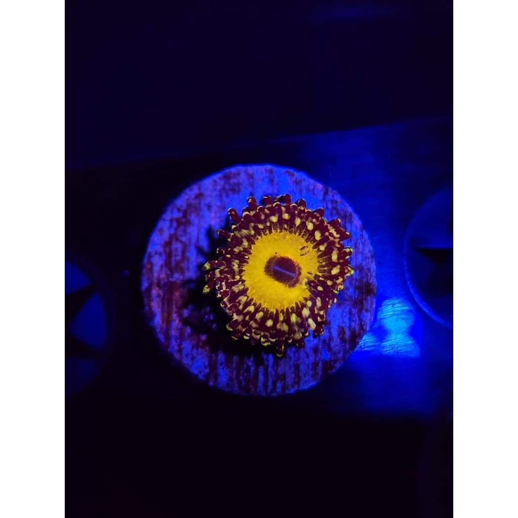 god Beast Zoanthid Frag WYSIWYG!