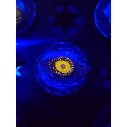 god beast Zoanthid Frag WYSIWYG!