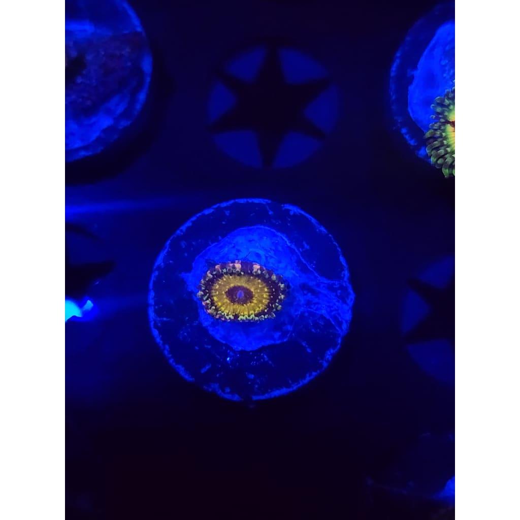 god beast Zoanthid Frag WYSIWYG!