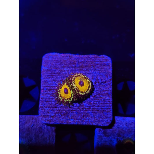 god beast Zoanthid Frag WYSIWYG!