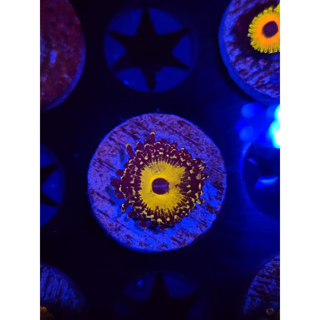 god Beast Zoanthid Frag WYSIWYG!