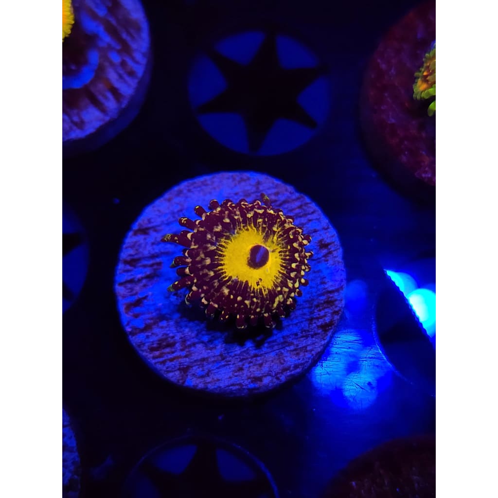 god Beast Zoanthid Frag WYSIWYG!